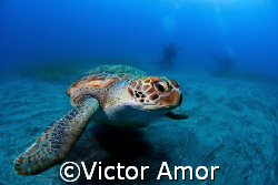 Green turtle by Victor Amor 